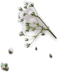 Scentella
