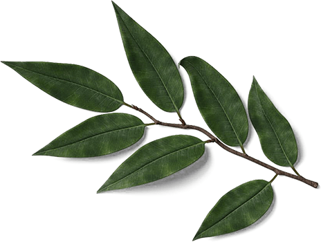 Flora
