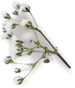 Flora